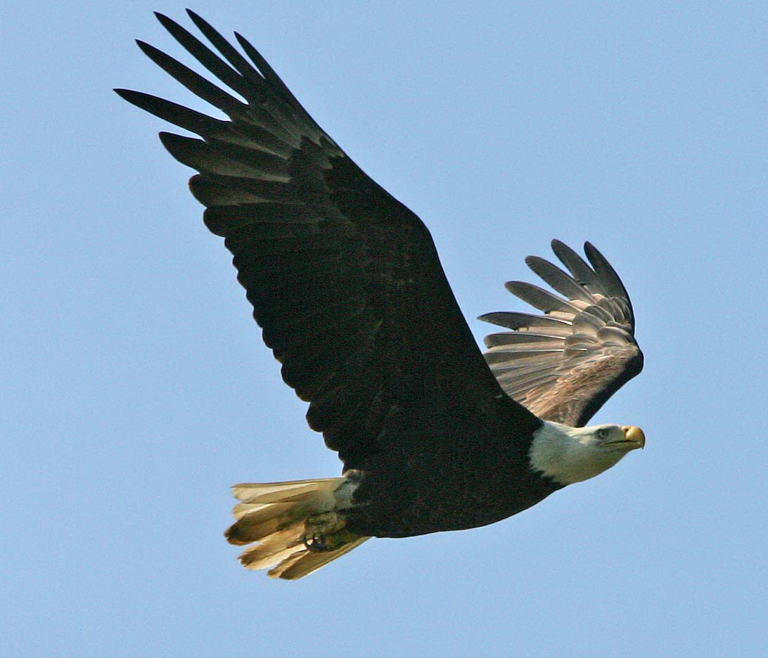 A bald eagle in flight against a clear blue sky